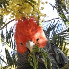 Callocephalon fimbriatum at Acton, ACT - Today by HelenCross