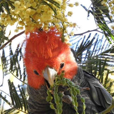 Callocephalon fimbriatum at Acton, ACT - Today by HelenCross