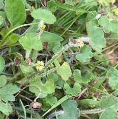 Hydrocotyle hirta at Monga, NSW - 19 Nov 2025 by JaneR