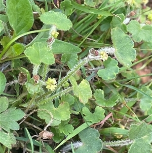 Hydrocotyle hirta at Monga, NSW - 19 Nov 2025 by JaneR