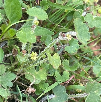 Hydrocotyle hirta at Monga, NSW - 19 Nov 2025 by JaneR