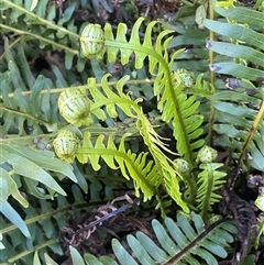 Blechnum nudum (Fishbone Water Fern) at Monga, NSW - 19 Nov 2025 by JaneR