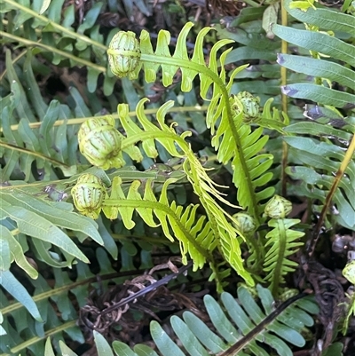 Blechnum nudum (Fishbone Water Fern) at Monga, NSW - 19 Nov 2025 by JaneR