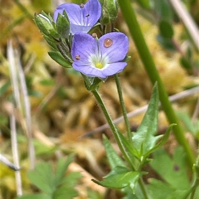 Veronica sp. at Monga, NSW - 19 Nov 2025 by JaneR