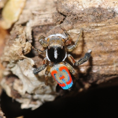 Maratus pavonis at Wee Jasper, NSW - 19 Nov 2025 by Harrisi