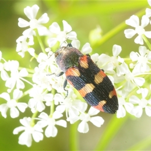 Castiarina sexplagiata (Jewel beetle) at Strathnairn, ACT - 19 Nov 2025 by Harrisi