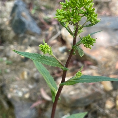 Senecio minimus at Monga, NSW - 19 Nov 2025 by JaneR
