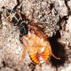 Apricia jovialis at Wee Jasper, NSW - 19 Nov 2025 by Harrisi