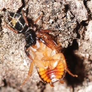 Apricia jovialis at Wee Jasper, NSW - 19 Nov 2025 by Harrisi