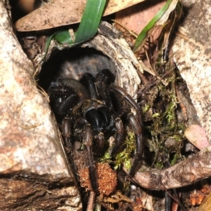 Arbanitis sp. (genus) at Wee Jasper, NSW - 19 Nov 2025 by Harrisi