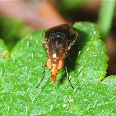 Unverified True fly (Diptera) at Wee Jasper, NSW - 19 Nov 2025 by Harrisi