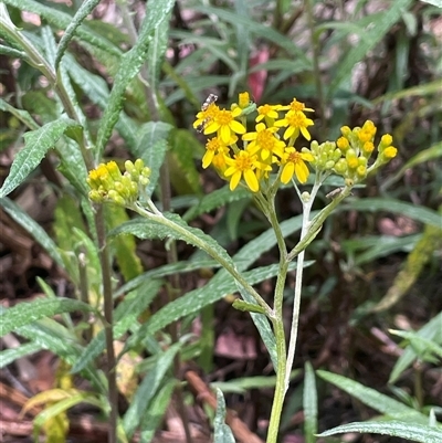 Senecio linearifolius at Monga, NSW - 19 Nov 2025 by JaneR