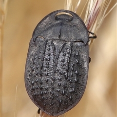 Helea ovata (Pie-dish beetle) at Strathnairn, ACT - 19 Nov 2025 by TimL