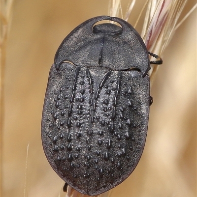 Helea ovata (Pie-dish beetle) at Strathnairn, ACT - 19 Nov 2025 by TimL