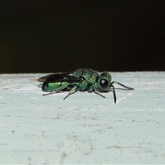 Chrysididae (family) (Cuckoo wasp or Emerald wasp) at Acton, ACT - 20 Nov 2025 by TimL