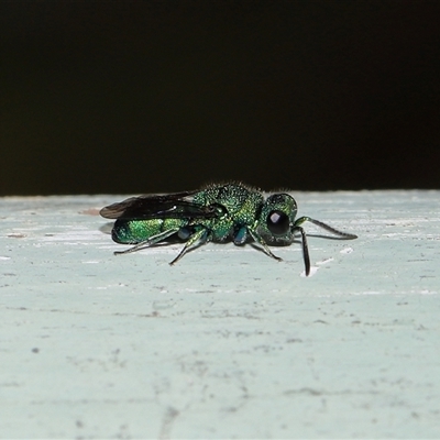 Chrysididae (family) (Cuckoo wasp or Emerald wasp) at Acton, ACT - 20 Nov 2025 by TimL