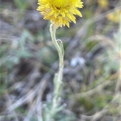 Coronidium sp. at Monga, NSW - 19 Nov 2025 by JaneR