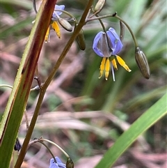 Dianella tasmanica at Monga, NSW - 19 Nov 2025 by JaneR