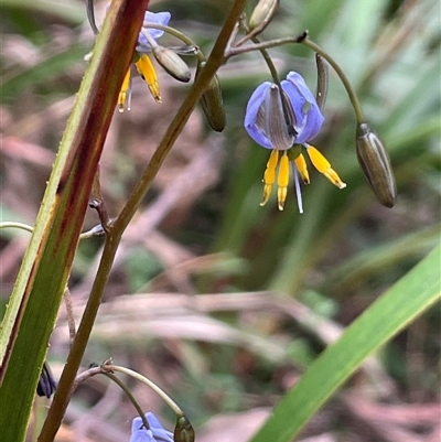 Dianella tasmanica at Monga, NSW - 19 Nov 2025 by JaneR
