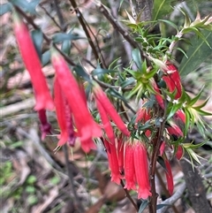 Epacris impressa at Monga, NSW - 19 Nov 2025 by JaneR