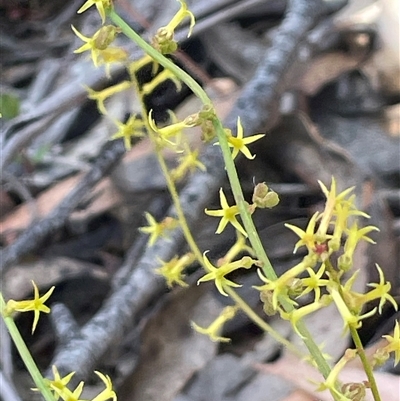 Stackhousia viminea at Monga, NSW - 19 Nov 2025 by JaneR