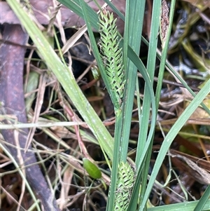 Carex gaudichaudiana (Fen Sedge) at Monga, NSW - 19 Nov 2025 by JaneR