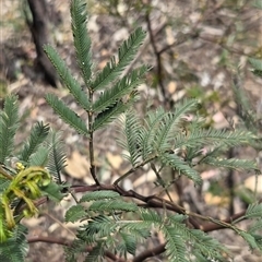 Unverified Wattle at Watson, ACT - 14 Nov 2025 by HappyWanderer