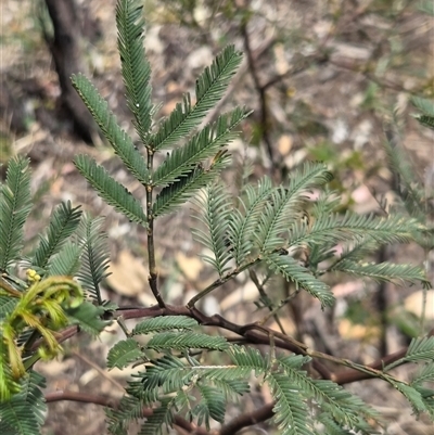 Unverified Wattle at Watson, ACT - 14 Nov 2025 by HappyWanderer