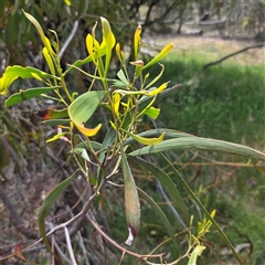 Unverified Wattle at Watson, ACT - 14 Nov 2025 by HappyWanderer