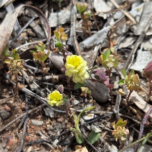 Trifolium campestre (Hop Clover) at Watson, ACT - 14 Nov 2025 by HappyWanderer