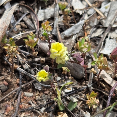 Trifolium campestre (Hop Clover) at Watson, ACT - 14 Nov 2025 by HappyWanderer