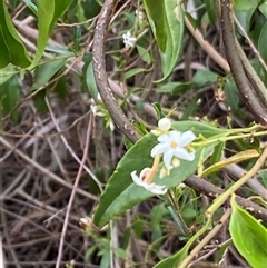 Unverified Climber or Mistletoe at Broke, NSW - Yesterday by RoyP