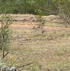 Threskiornis spinicollis at Broke, NSW - Yesterday by RoyP