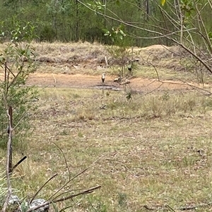 Threskiornis spinicollis at Broke, NSW - Today by RoyP