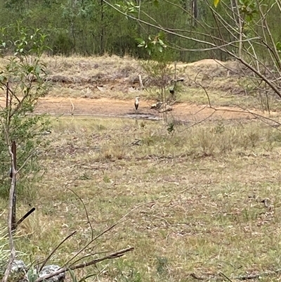 Threskiornis spinicollis at Broke, NSW - Yesterday by RoyP