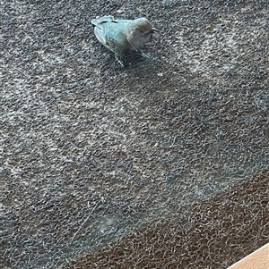 Chalcites lucidus at Broke, NSW - Yesterday by RoyP