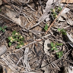 Alternanthera sp. A Flora of NSW (M. Gray 5187) J. Palmer at Watson, ACT - 17 Nov 2025 by waltraud