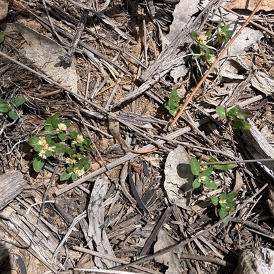Alternanthera sp. A Flora of NSW (M. Gray 5187) J. Palmer at Watson, ACT - 17 Nov 2025 by waltraud