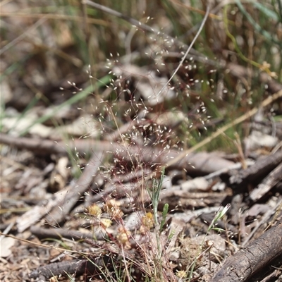 Aira elegantissima at Watson, ACT - 14 Nov 2025 by HappyWanderer