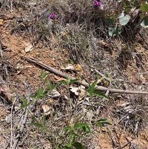 Cullen microcephalum (Dusky Scurf-pea) at Watson, ACT - 17 Nov 2025 by waltraud