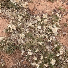 Rytidosperma carphoides (Short Wallaby Grass) at Watson, ACT - 17 Nov 2025 by waltraud
