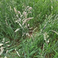 Holcus lanatus (Yorkshire Fog) at Watson, ACT - 14 Nov 2025 by HappyWanderer