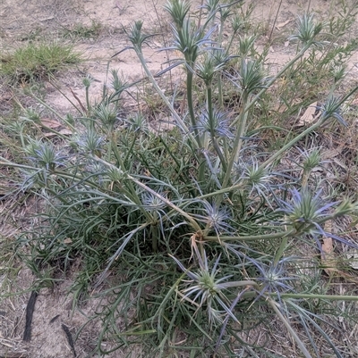 Eryngium ovinum (Blue Devil) at Kambah, ACT - Yesterday by HelenCross