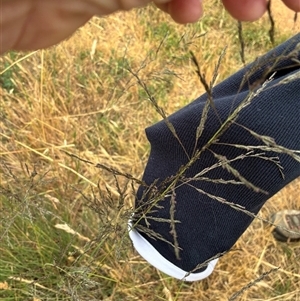 Unverified Grass at Yarralumla, ACT - Today by Jenny54