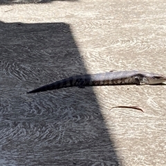 Tiliqua scincoides scincoides (Eastern Blue-tongue) at Hackett, ACT - 20 Nov 2025 by waltraud
