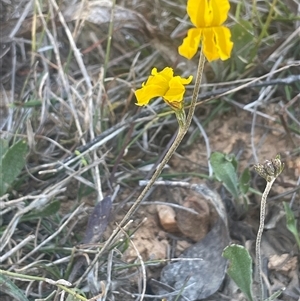 Goodenia bellidifolia at Monga, NSW - 19 Nov 2025 by JaneR