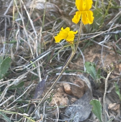 Goodenia bellidifolia at Monga, NSW - 19 Nov 2025 by JaneR