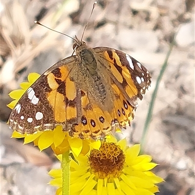 Gompholobium scabrum at Wirlinga, NSW - Yesterday by RobCook