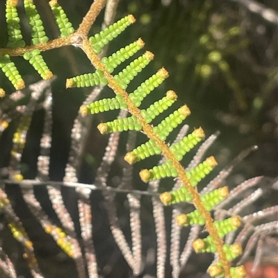 Unverified Fern or Clubmoss at Monga, NSW - 19 Nov 2025 by JaneR