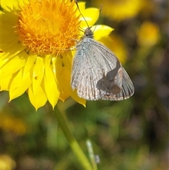 Zizina otis (Common Grass-Blue) at Wirlinga, NSW - Yesterday by RobCook